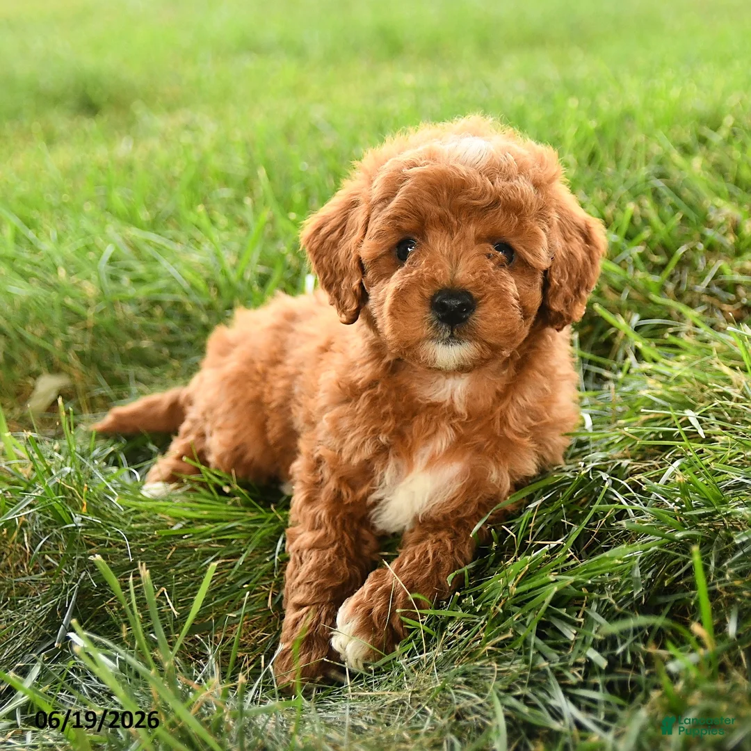 Mini Goldendoodle dogs for sale: Flannigan - Ad 5