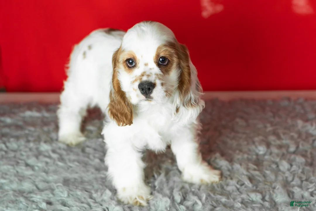 Cocker Spaniel dogs for sale: Freckles  - Ad 5