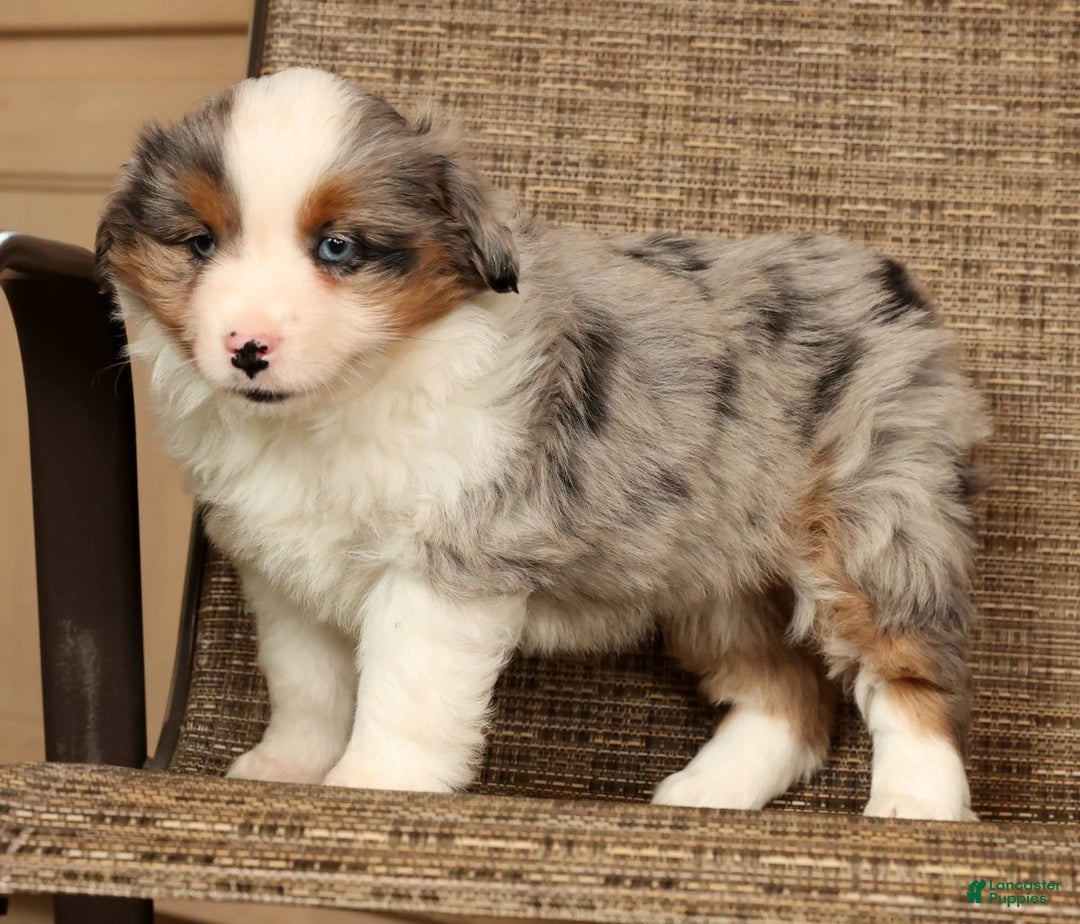 Miniature Australian Shepherd dogs for sale: Dawn - Ad 7