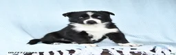 Gerberian Shepsky dogs for sale: Frosty - Ad 2