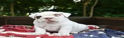 Olde English Bulldogge dogs for sale: Steffy - Ad 2