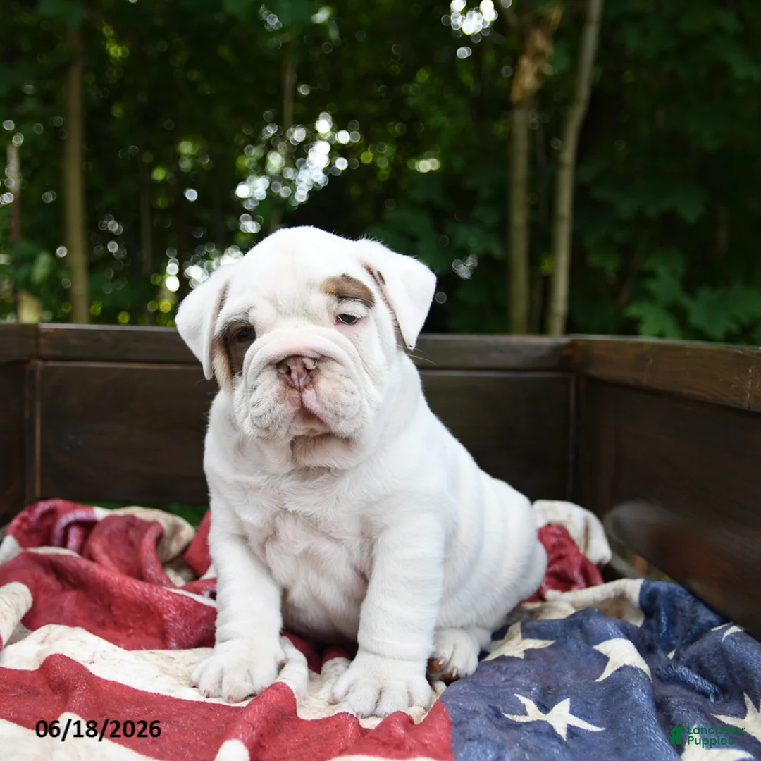 Olde English Bulldogge dogs for sale: Steffy - Ad 2