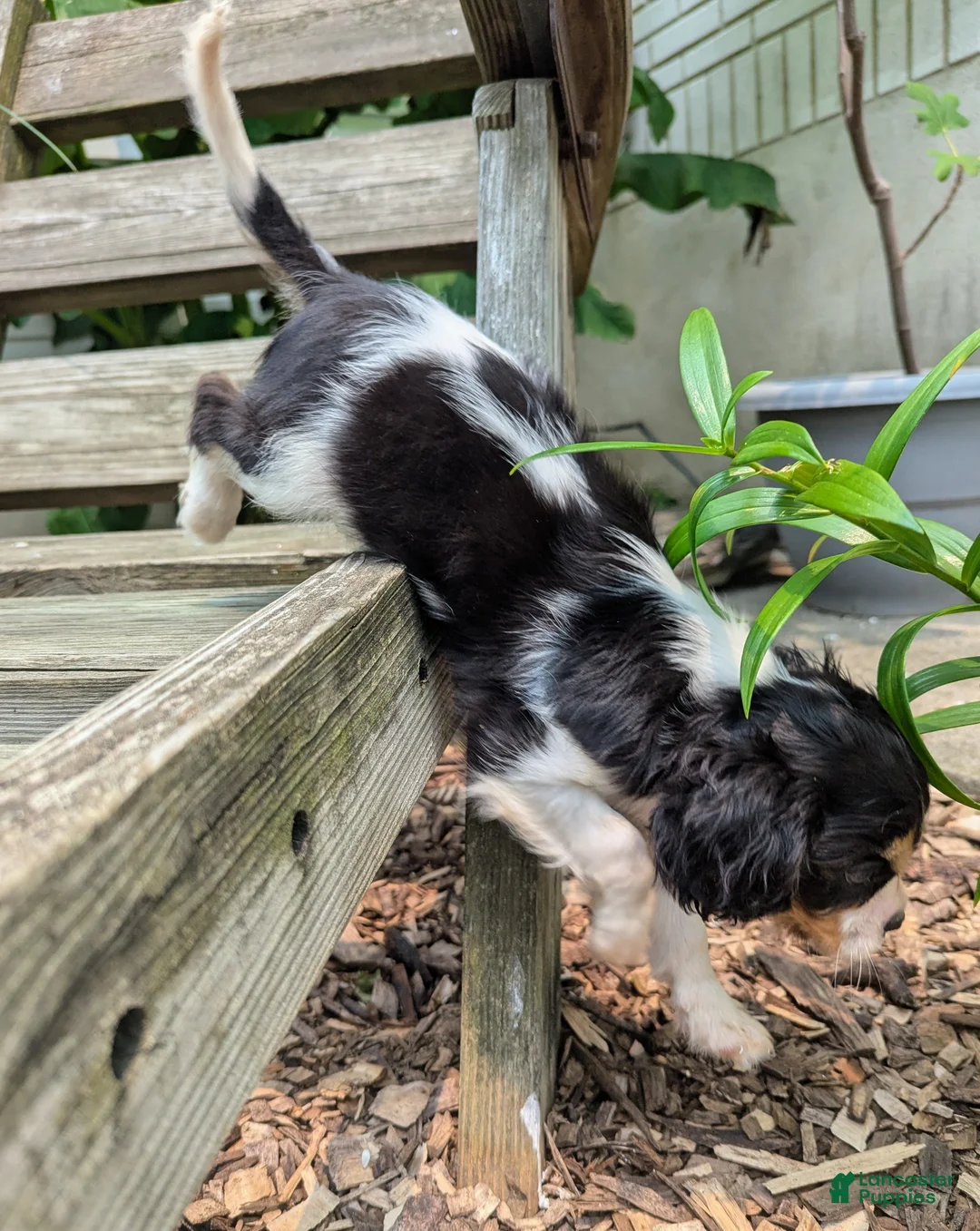 Cavalier King Charles Spaniel dogs for sale: Ricky - Ad 2