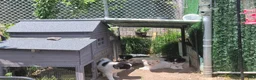 Pomeranian dogs for sale: Arcanine - Ad 15