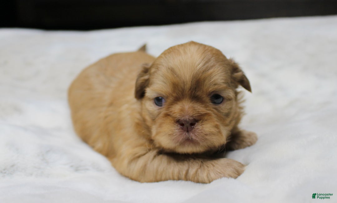 Shih Tzu dogs for sale: Silas - Ad 3