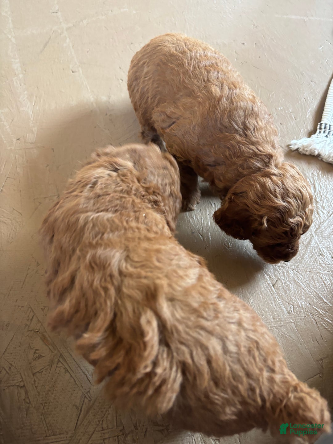 Miniature Poodle dogs for sale: Oscar - Ad 1