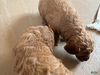 Miniature Poodle dogs Oscar - Ad 33