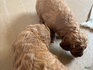 Miniature Poodle dogs Oscar - Ad 41