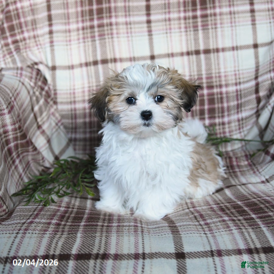 Malshi dogs Sydney - Ad 5