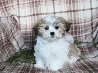 Malshi dogs Sydney - Ad 5