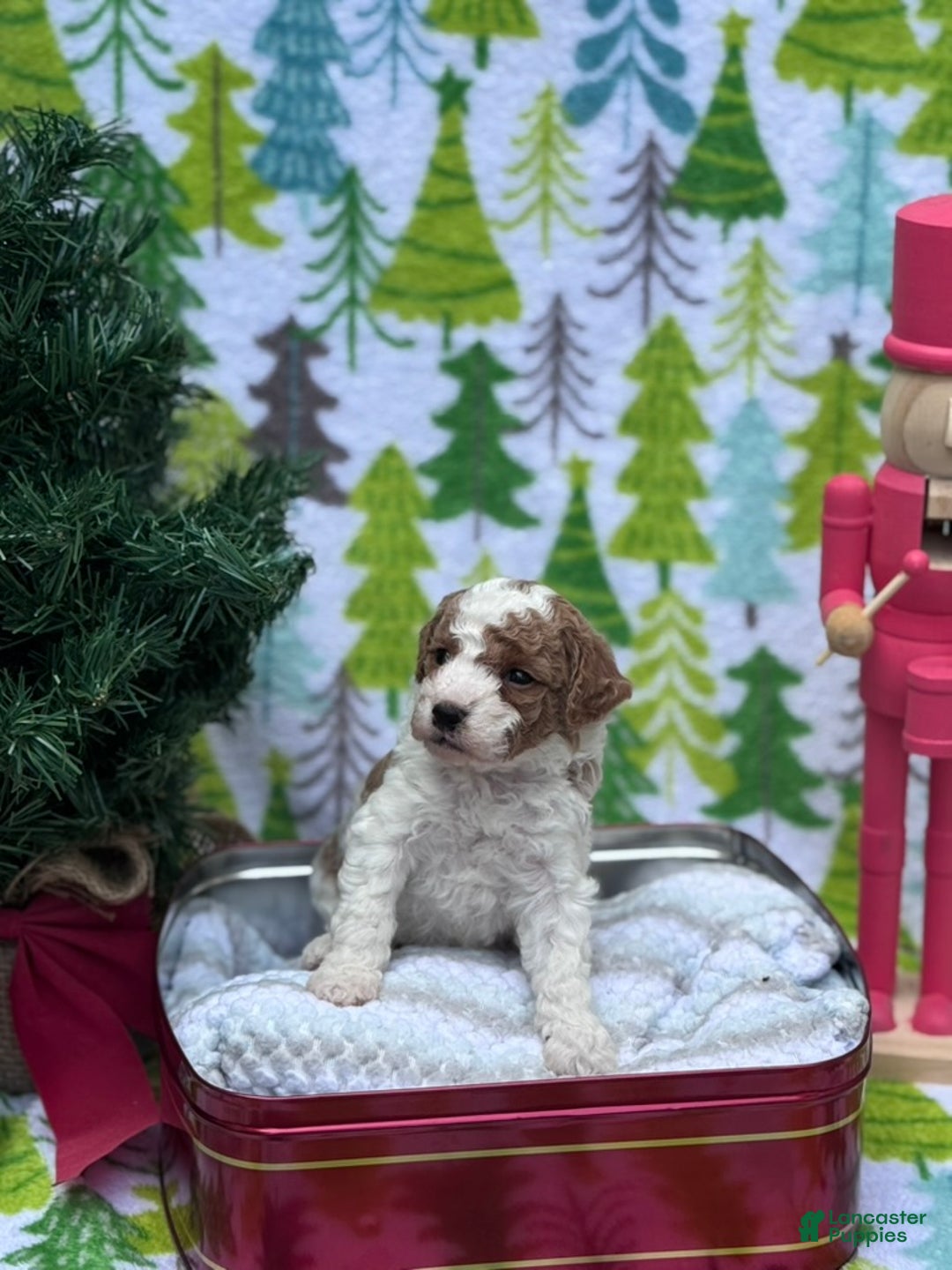 Cavapoo dogs for sale: Sugar - Ad 7