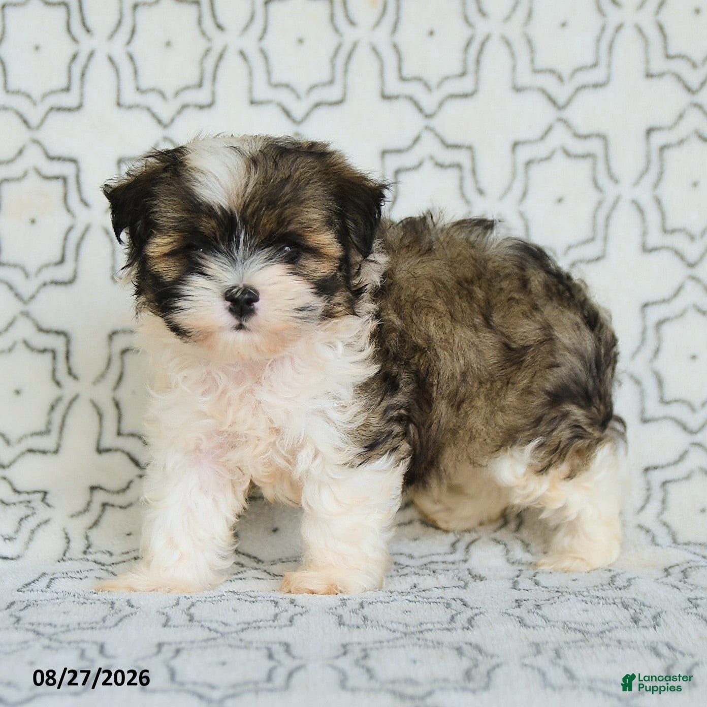 Maltipoo dogs for sale: Randy - Ad 1