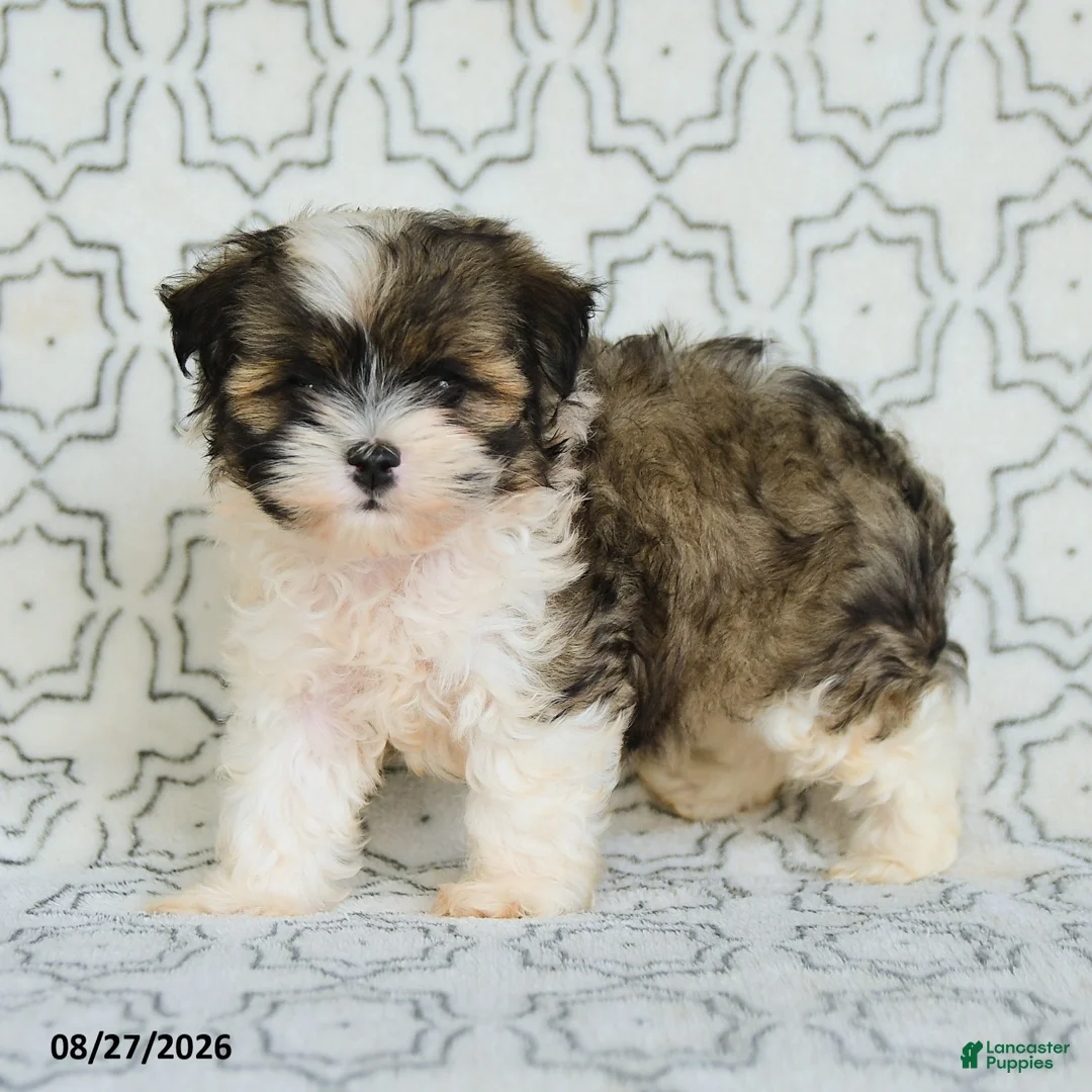 Maltipoo dogs for sale: Randy - Ad 1