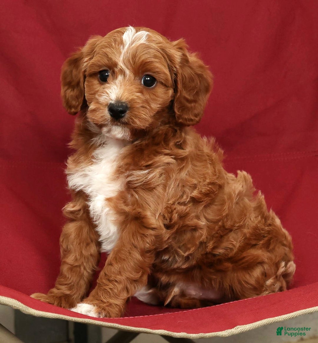 Cavapoo dogs for sale: Jimmy - Ad 7