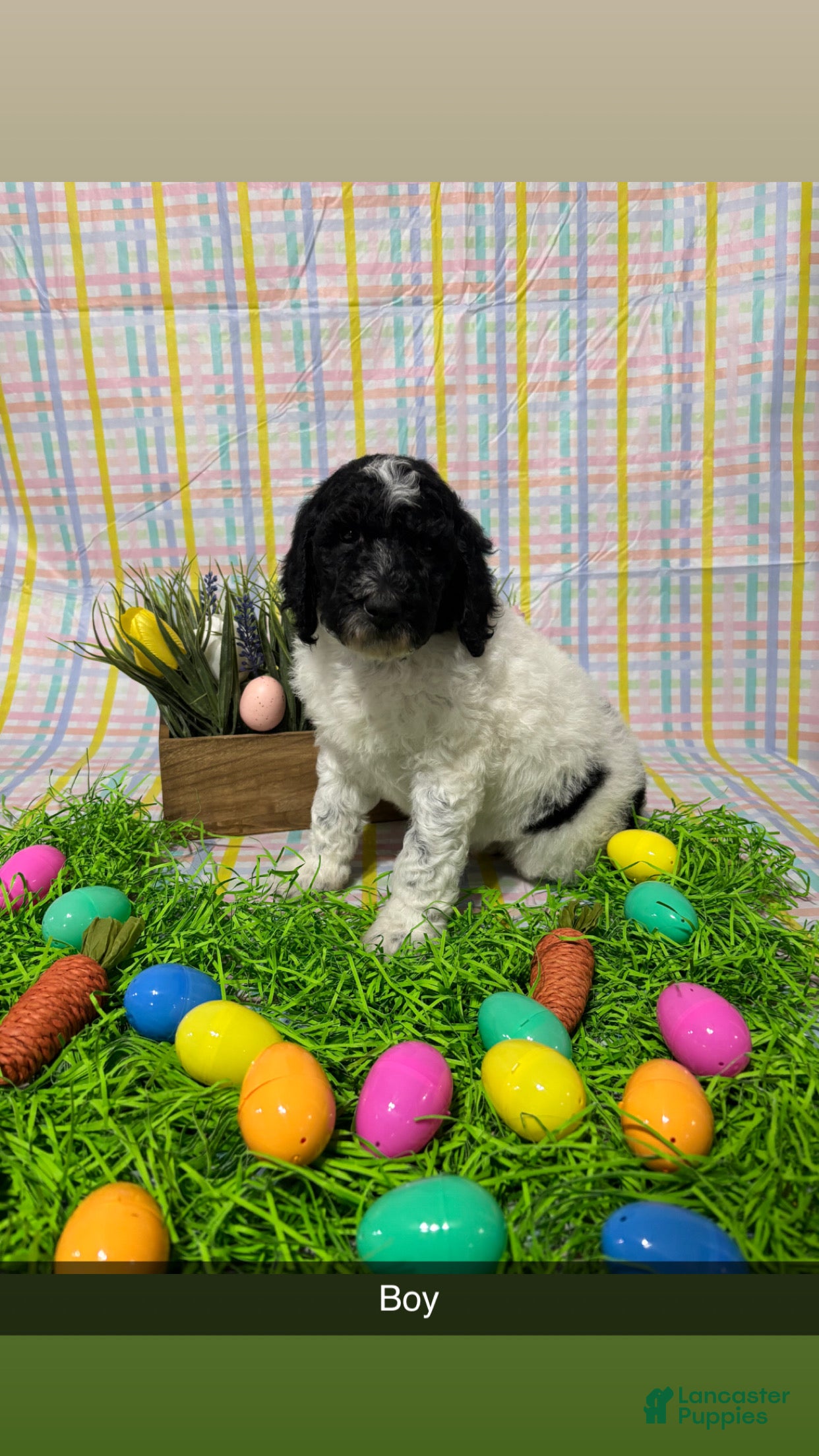 Standard Poodle dogs Bennet  - Ad 1