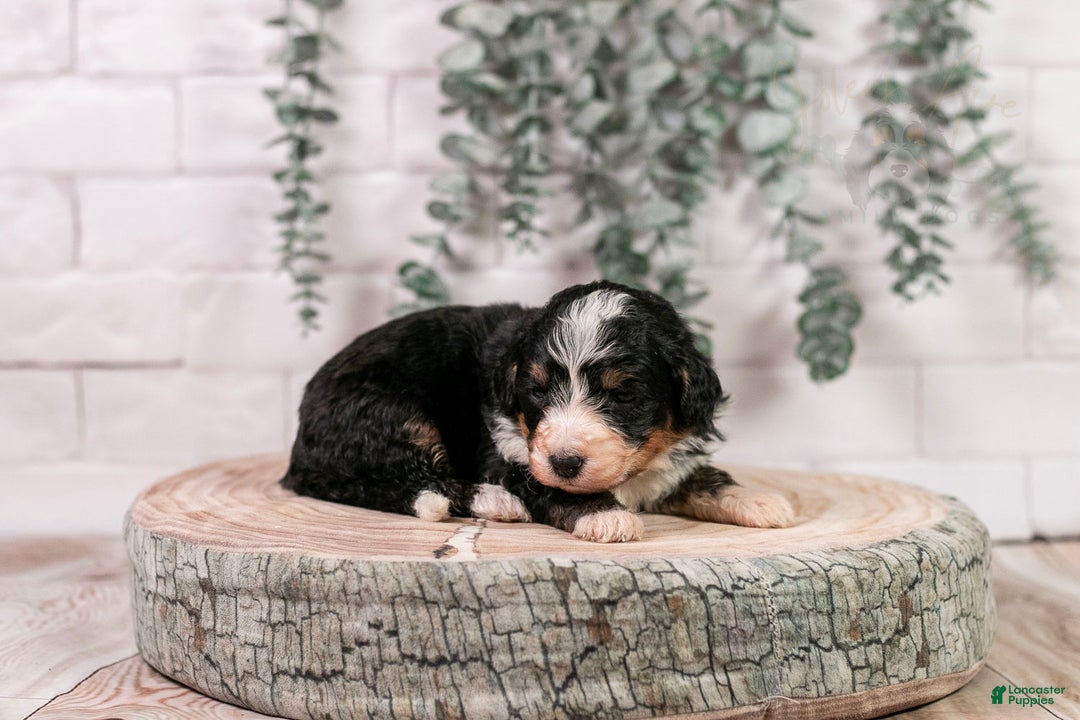 Bernedoodle dogs for sale: HalfPipe - Ad 21