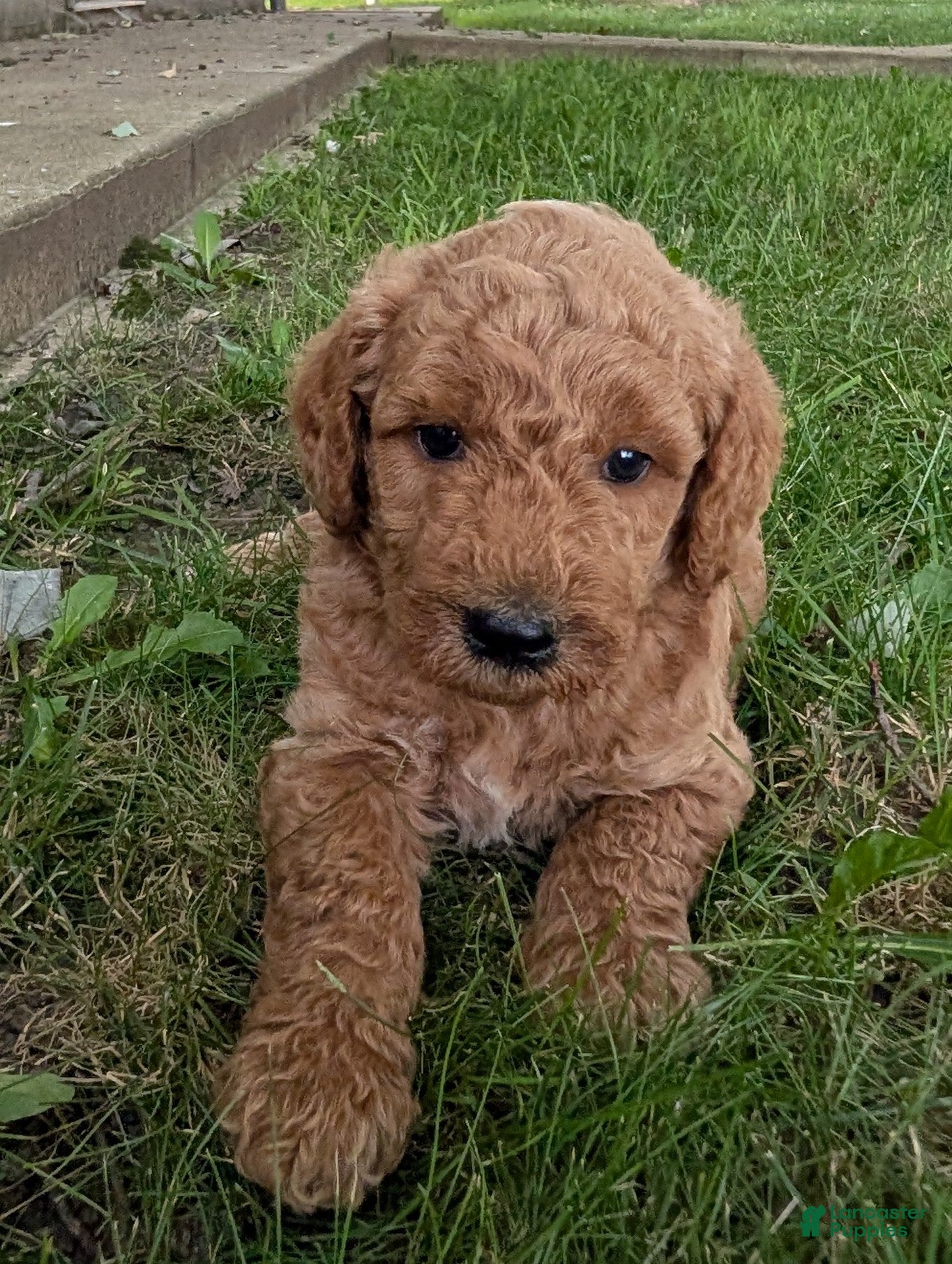 Goldendoodle dogs Pedro  - Ad 2
