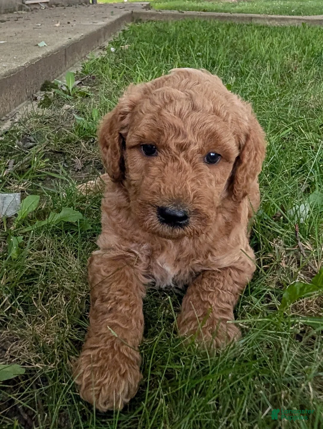 Goldendoodle dogs for sale: Pedro  - Ad 2