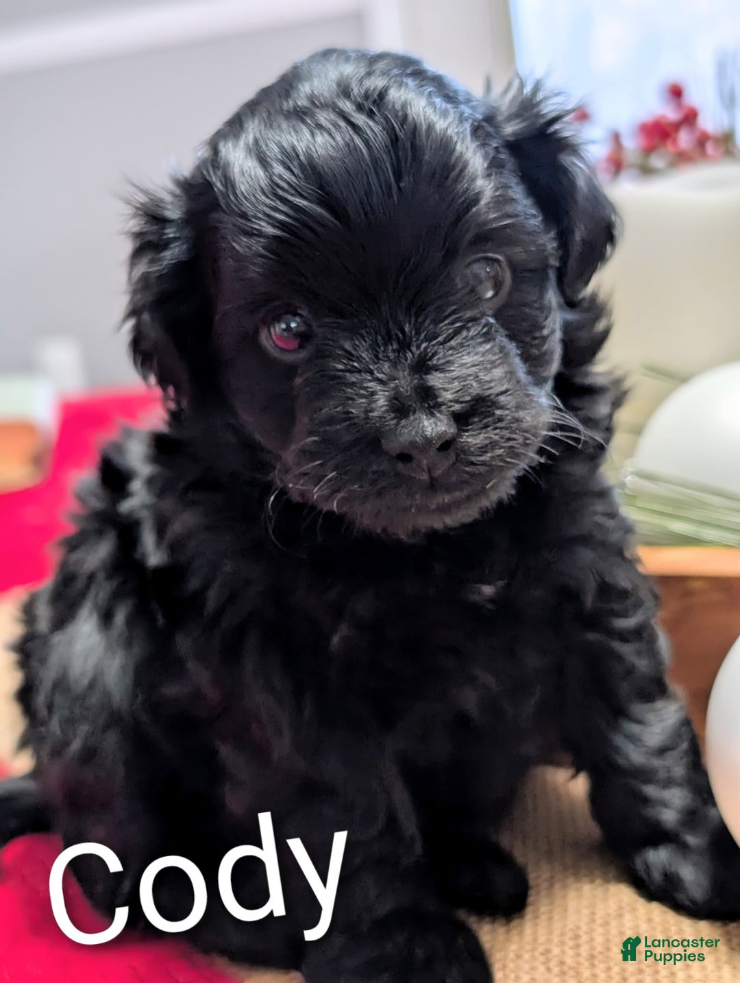 Yorkiepoo dogs for sale: Cody - Ad 2