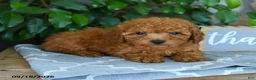 Maltipoo dogs for sale: Leona - Ad 5