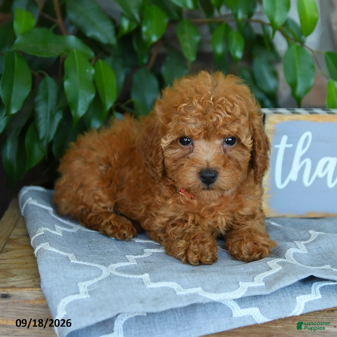 Maltipoo dogs for sale: Leona - Ad 5