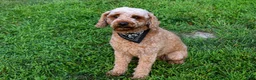 Miniature Poodle dogs for sale: Loise❤️ - Ad 11