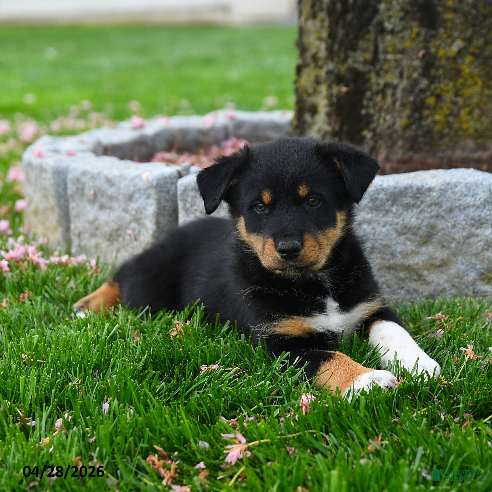 Australian Shepherd dogs Freddy - Ad 2