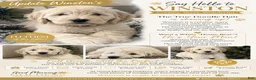 Mini Goldendoodle dogs for sale: Male- WINSTON  - Ad 2
