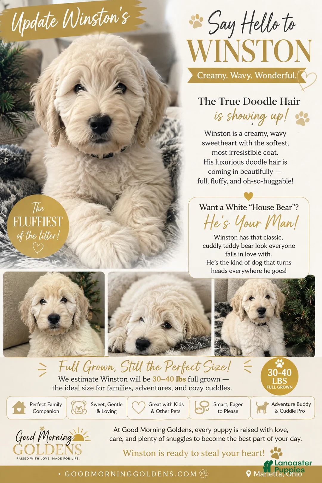 Mini Goldendoodle dogs for sale: Male- WINSTON  - Ad 2