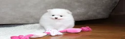 Pomeranian dogs for sale: Emmy - Ad 10