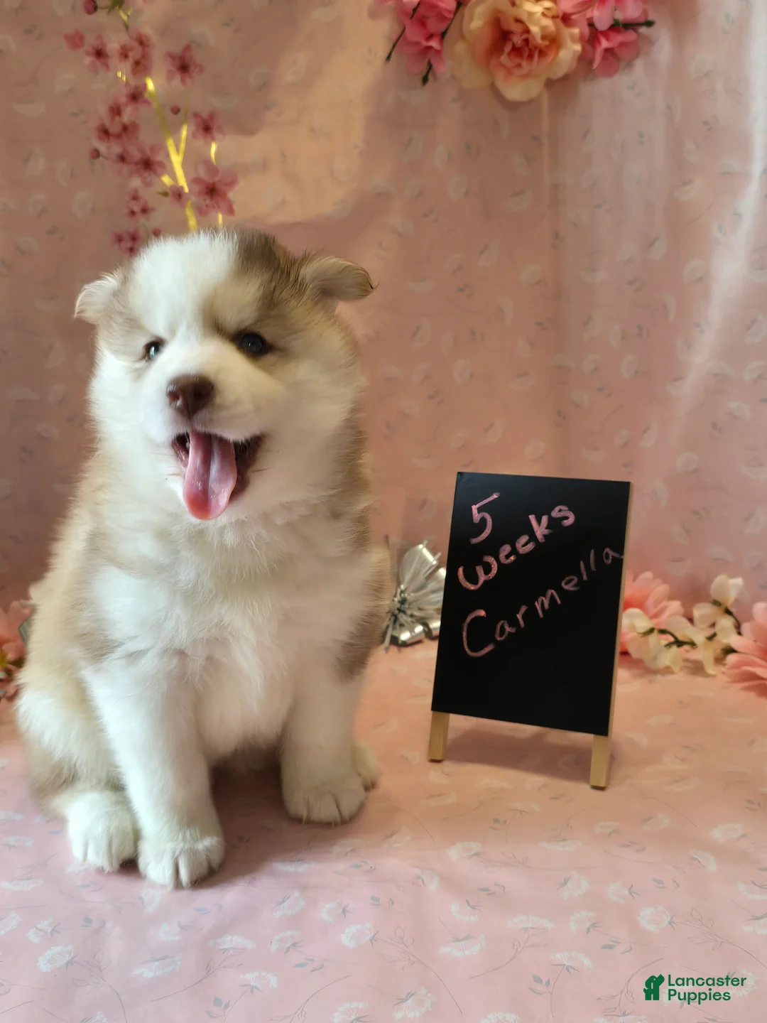 Pomsky dogs for sale: Carmella - Ad 1