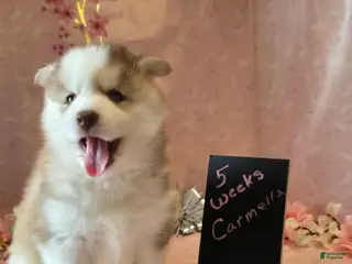 Pomsky dogs Carmella - Ad 17