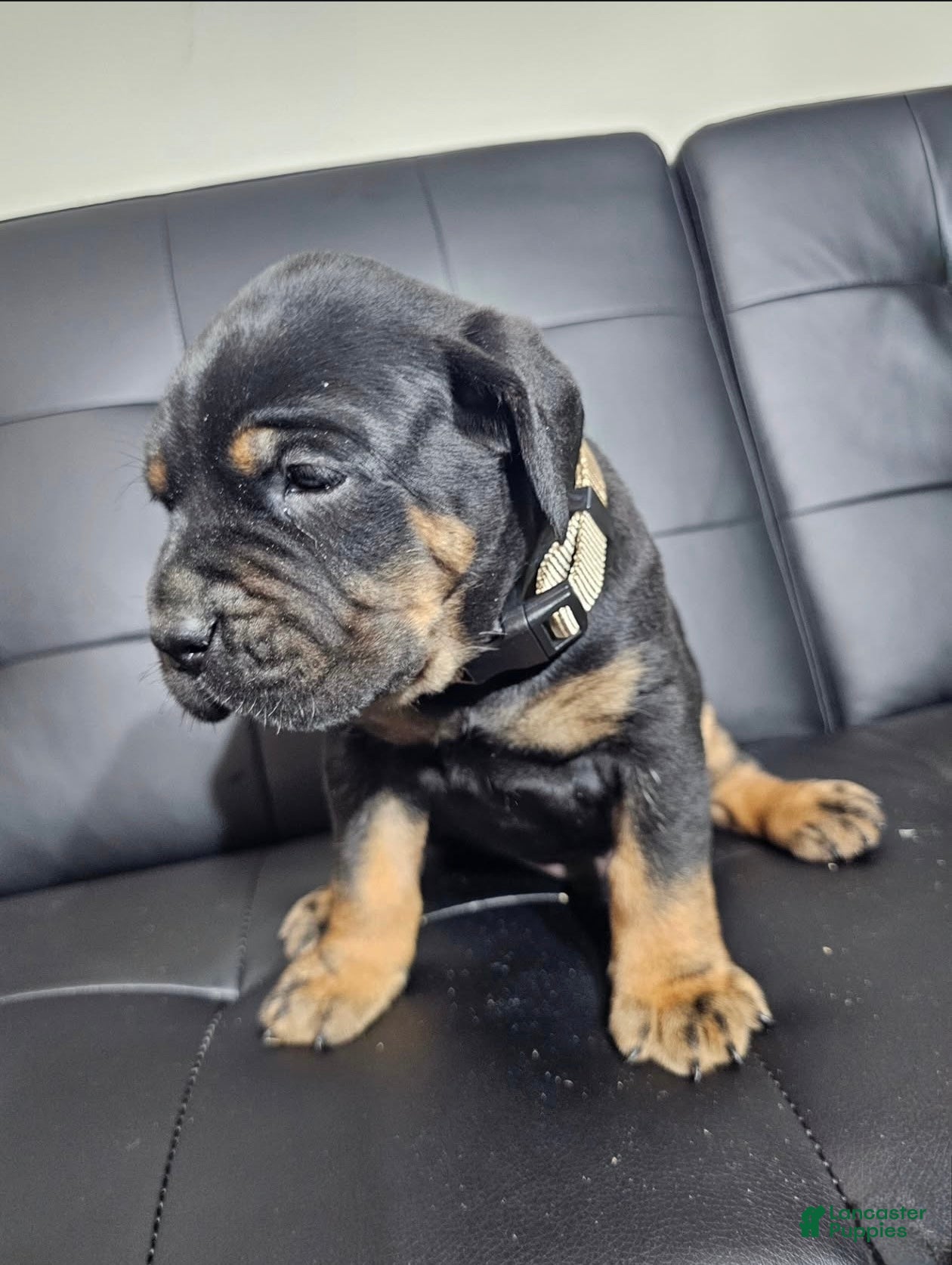 Cane Corso dogs for sale: Exalted Empire Cullinan- Black/Tan (North American Mastiff) - Ad 1