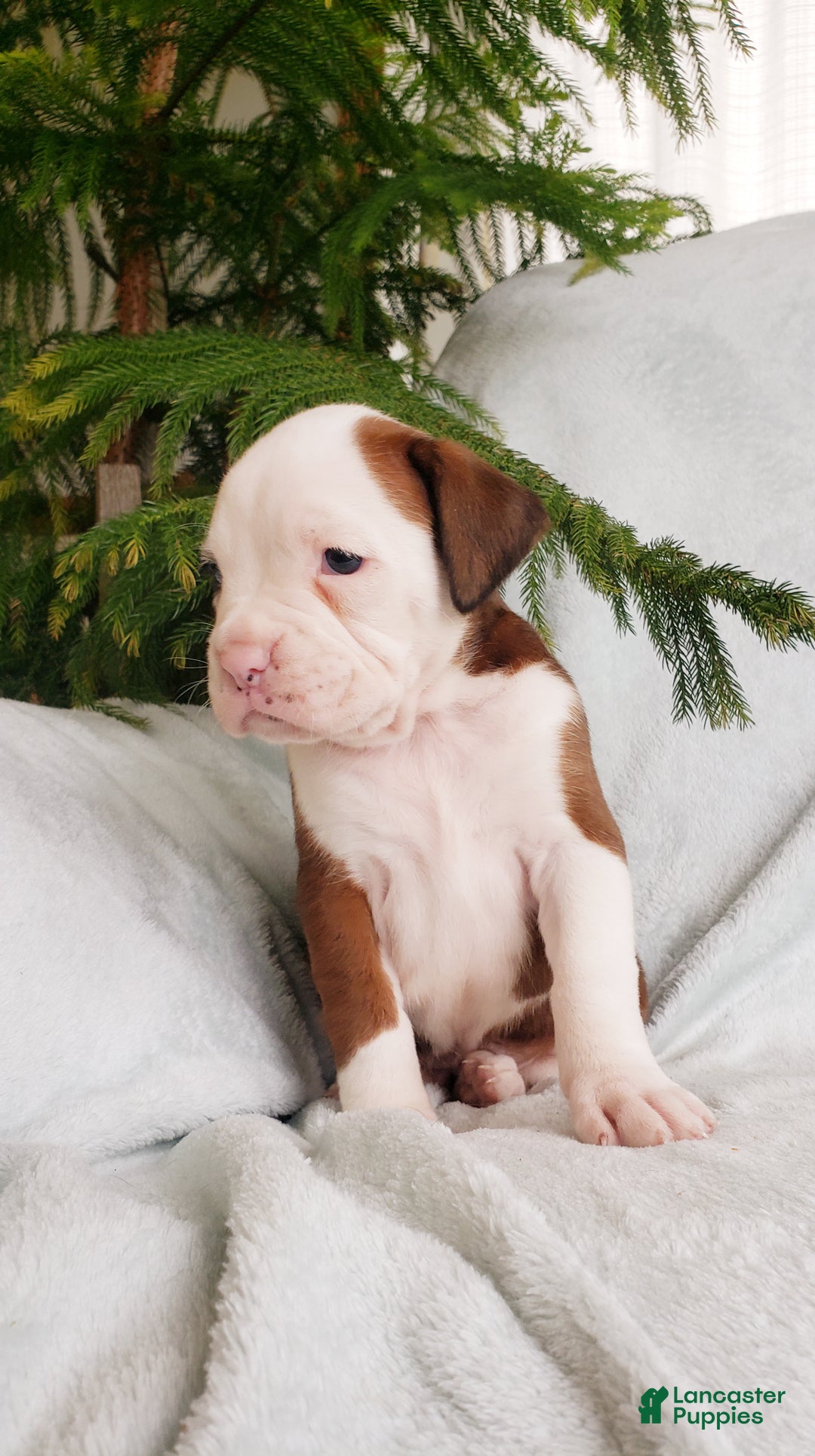 Boxer dogs for sale: Cinnamon - Ad 2