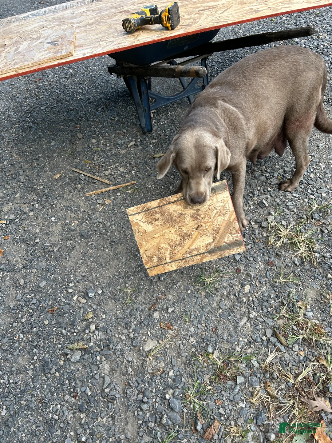 Labrador Retriever dogs for sale: Cinnamon - Ad 2