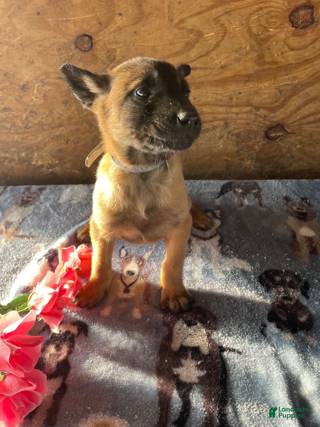 Belgian Malinois dogs for sale: Nova - Ad 4