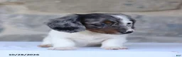 Dachshund dogs for sale: Eclipse - Ad 4