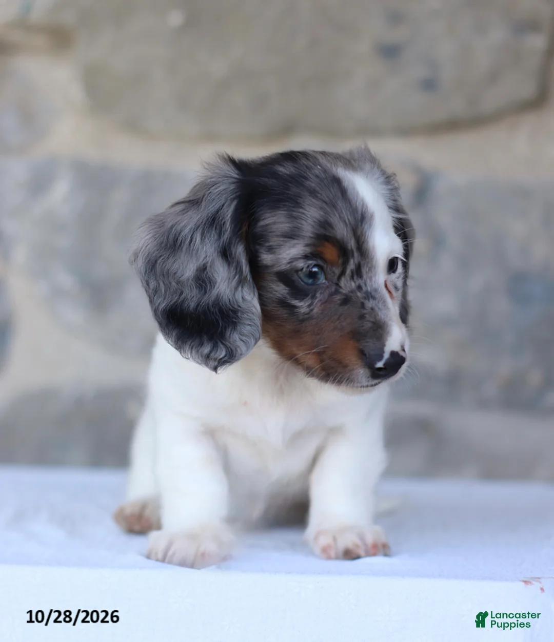 Dachshund dogs for sale: Eclipse - Ad 4