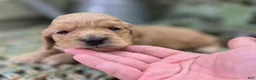 Cockapoo dogs for sale: Knotty - Ad 27