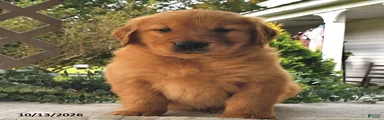 Maple  