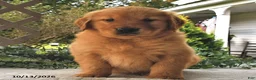 Golden Retriever dogs for sale: Maple   - Ad 1