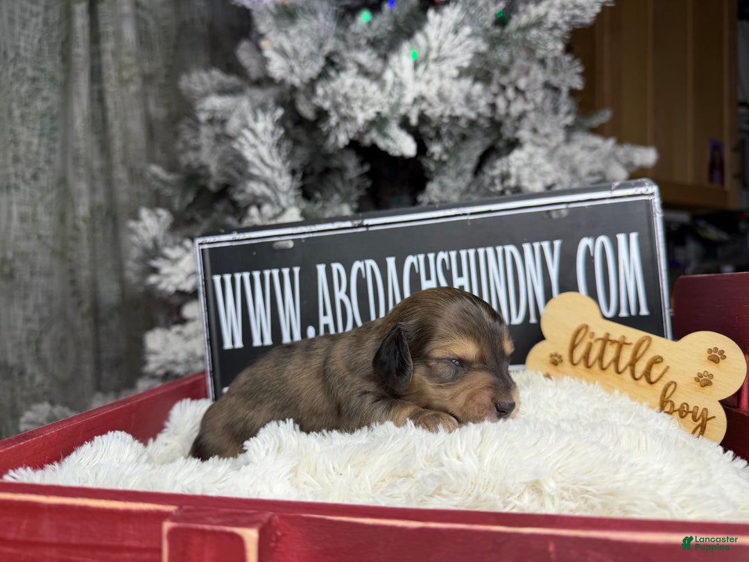 Miniature Dachshund dogs for sale: Dapple - Ad 3