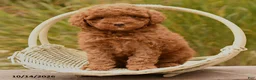 Toy Poodle dogs for sale: Spice - Ad 3