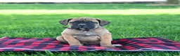 Cane Corso dogs for sale: Ivy - Ad 1