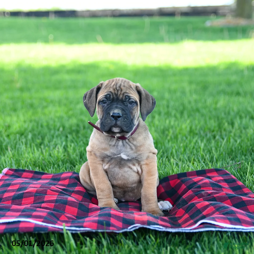 Cane Corso dogs for sale: Ivy - Ad 1