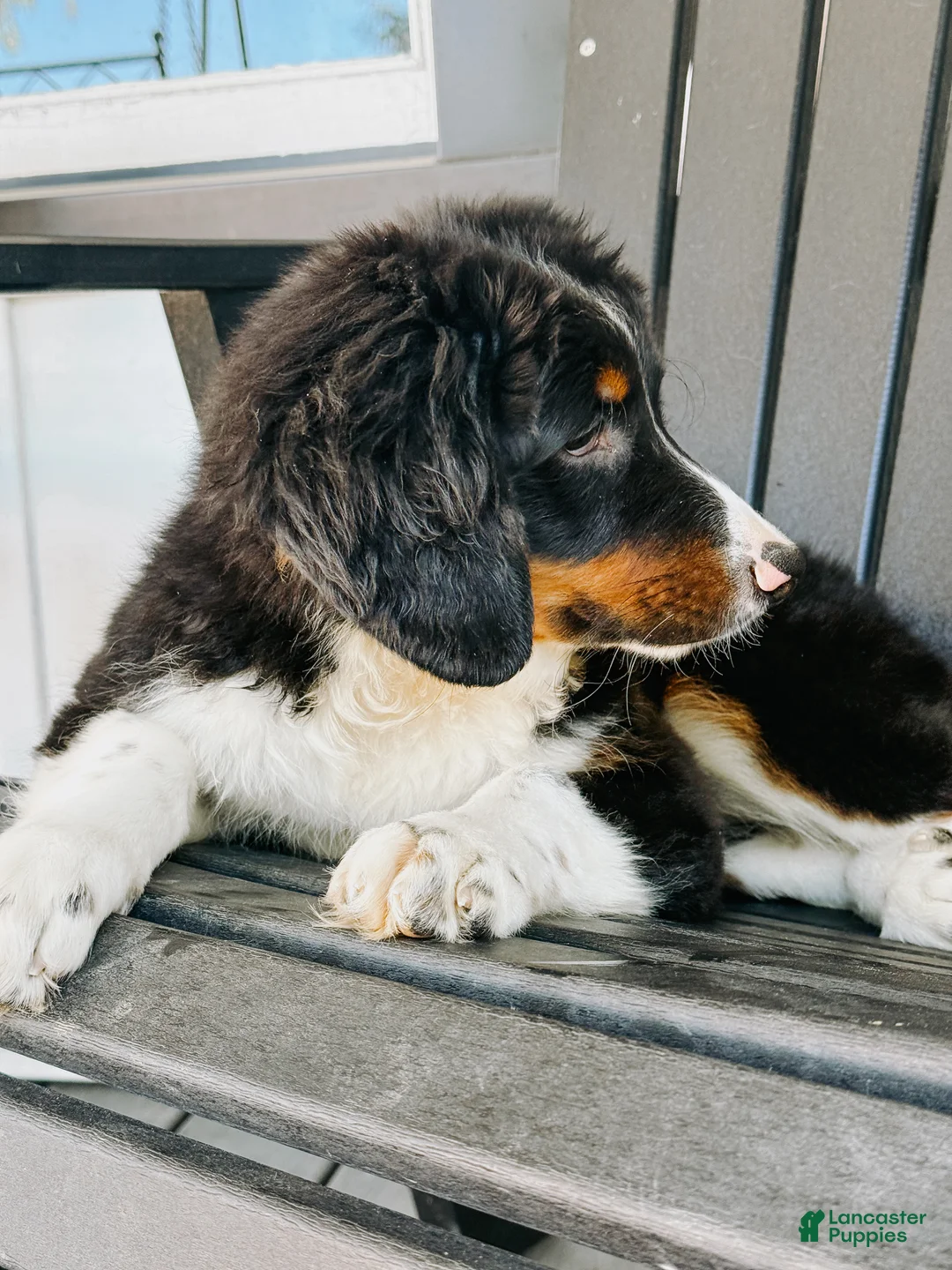 Mini Bernedoodle dogs for sale: Sophia - Tricolored Mini Bernedoodle - Ad 2