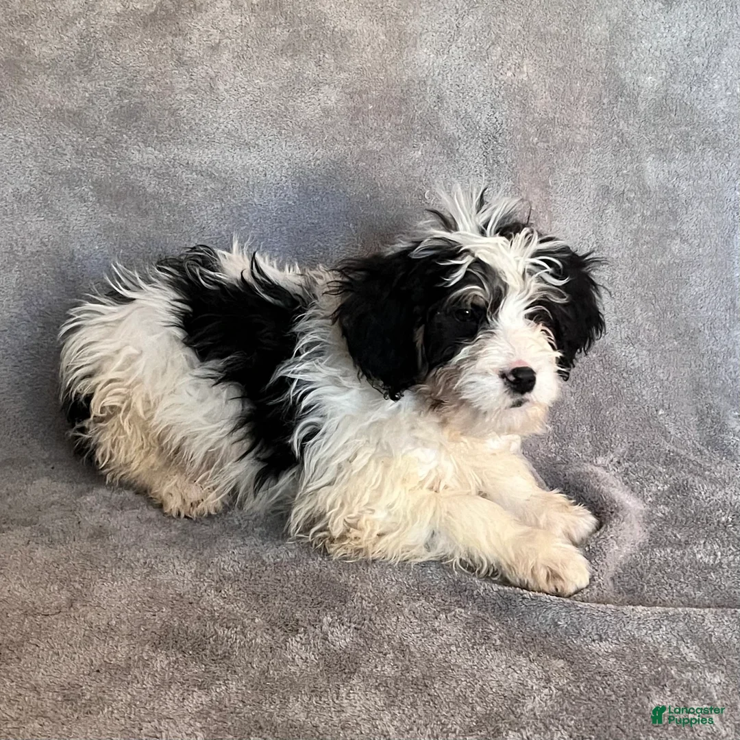 Bernedoodle dogs for sale: Jude updated pics - Ad 4