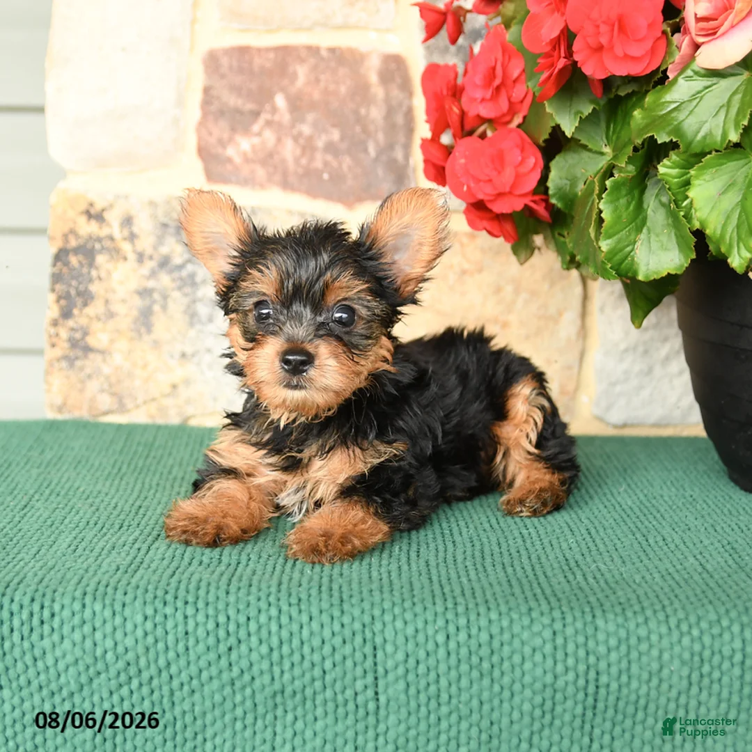 Yorkshire Terrier dogs for sale: Huckleberry - Ad 3