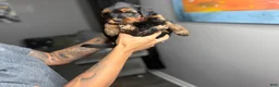 Yorkiepoo dogs for sale: Dream - Ad 2