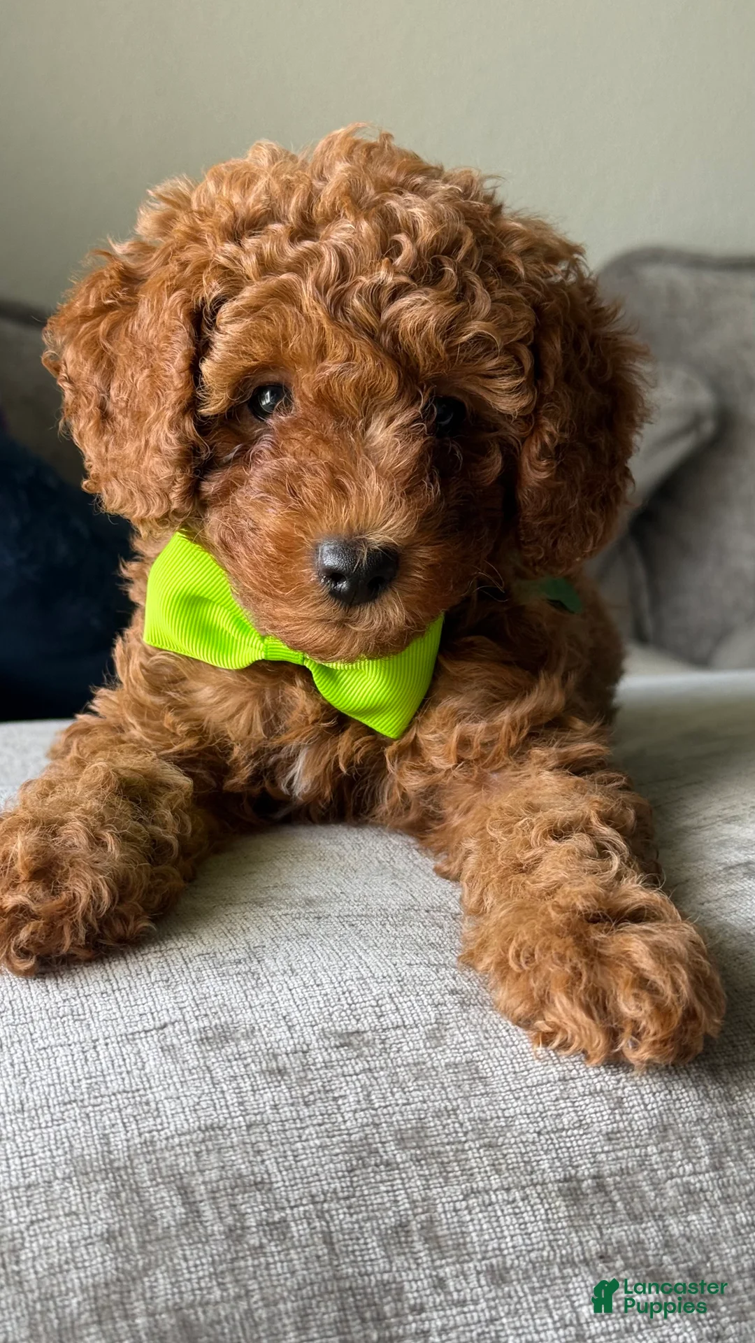 Miniature Poodle dogs for sale: Marley  - Ad 2